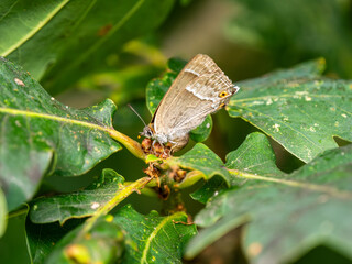 Fototapeta premium Purple Hairstreak on an Oak Tree