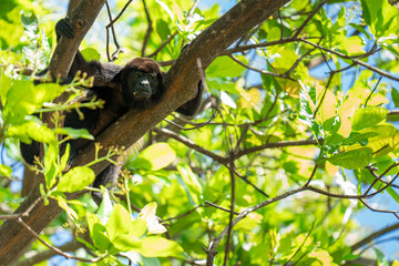 Howler monkey resting on a tree branch in a tropical forest