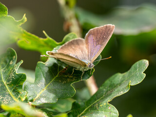 Obraz premium Purple Hairstreak on an Oak Tree