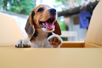 A Cute Beagle Puppy Smiling and Playing In a Cardboard Box Outdoors