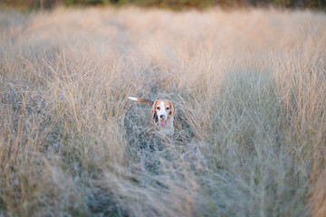 Happy Beagle Dog Exploring Tall Grass in a Tranquil Field