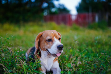 Beagle Dog Relaxing Outdoors on a Lawn in a Natural Setting