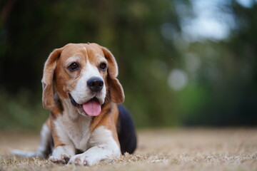 Adorable Beagle Dog Resting Outdoors on a Grass Lawn with Tongue Out