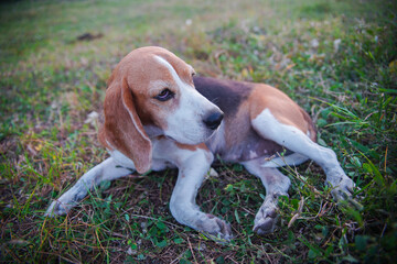 Beagle Dog Lying on Grass in a Tranquil Outdoor Setting