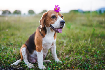 Beagle Dog Sitting Outdoors With a Flower Adorning Its Head in a Field