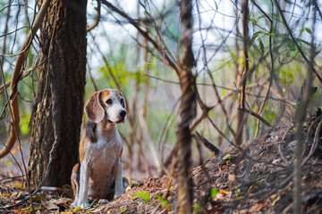 Beagle Dog Sitting in a Forest Surrounded by Trees and Autumn Leaves