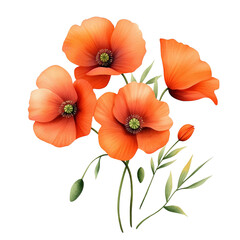 Obraz premium Orange poppy flowers with green leaves, white isolate background.