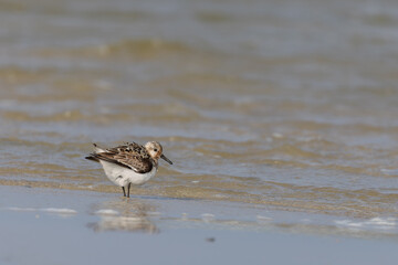 Sanderling (Calidris alba) fsearching for food on the beach on the East Frisian Island Juist, Germany.