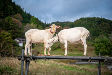 Two Goats in a Tranquil Mountain Setting