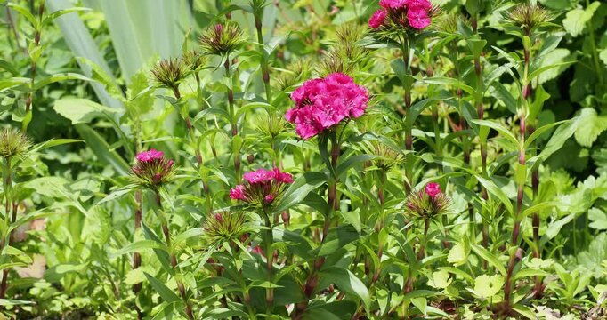 (Dianthus barbatus) Sweet William flowers in garden border made of densely clusters of small pinkish fringed petals rising on erect stems above lance-shaped pale green leaves
