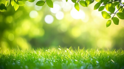 Obraz premium Green grass and trees in park,blurred background,sunlight shining through leaves,nature concept.
