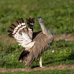 The kori bustard (Ardeotis kori), is the largest flying bird native to Africa