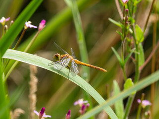 Naklejka premium Female Common Darter Dragonfly on a Leaf