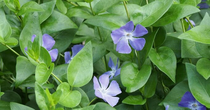 Violet-blue flowers of big periwinckle (Vinca major) with lobed corollas and hairy calyxs on arching shoots above green appearing in mid-spring 
