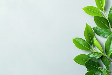 Obraz premium Fresh green leaves on a soft grey background, symbolizing nature, vitality, and tranquility, ideal for wellness and eco friendly themes