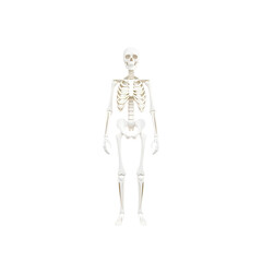3d illustration of a detailed human skeleton in a neutral pose, high quality png isolated on transparent background