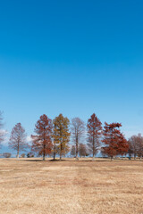 晴れた日の冬の琵琶湖畔の公園　大きなメタセコイアが並ぶ美しい枯れ姿　滋賀県草津市