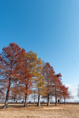 Fototapeta premium 晴れた日の冬の琵琶湖畔の公園 大きなメタセコイアが並ぶ美しい枯れ姿 滋賀県草津市