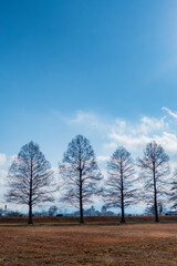 晴れた日の冬の琵琶湖畔の公園　大きなメタセコイアが並ぶ美しい枯れ姿　滋賀県草津市