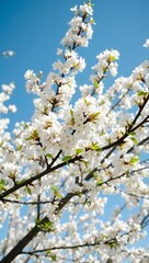 Obraz premium blossoming cherry trees