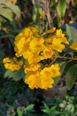 yellow flowers
