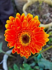orange gerbera flower