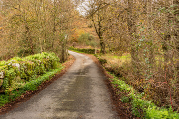 path in the forest