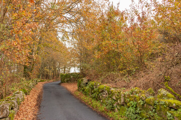 path in autumn forest