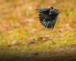 Red-Winged Blackbird. A blackbird is flapping wings, jumping, flying from the ground.
