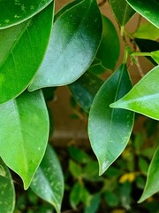 Closeup green leaf plant in daytime