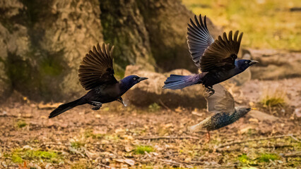 Two birds with iridescent feathers are caught mid-flight, showing their wings fully spread against a blurred woodland background. The rich colors of the birds contrast with the earthy tones of the for