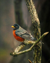 A robin with a bright orange breast perches on a branch, surrounded by a soft-focused background that highlights its vivid colors. The bird's gray and black feathers are detailed and sleek