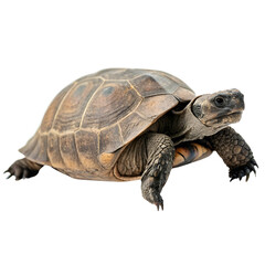 Obraz premium Turtle isolated on a transparent background