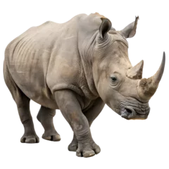 Fototapete Rund Adult rhino isolated on a transparent background © Kasorn