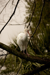 white heron on branch in evening