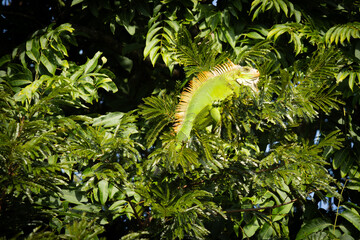 Lizard hiding in a tree