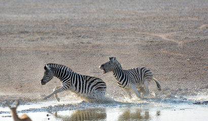 zebra in wild savanna , animal of africa © Davide Antoniani