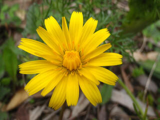 Fiore selvatico