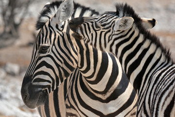 zebra crossing the road © Davide Antoniani