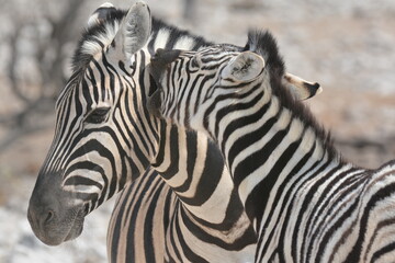 zebra crossing the road © Davide Antoniani