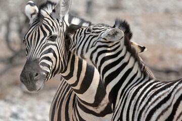zebra crossing the road © Davide Antoniani