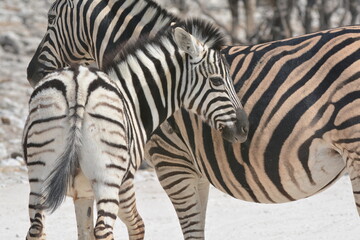 zebra crossing the road © Davide Antoniani