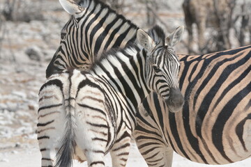 zebra crossing the road © Davide Antoniani