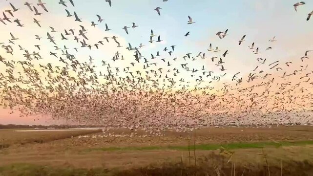 Large flock of Canadian snow geese blasting off from a farmer's corn in the Pungo Lakes, NC area during winter migration. 