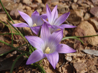 Fiore selvatico