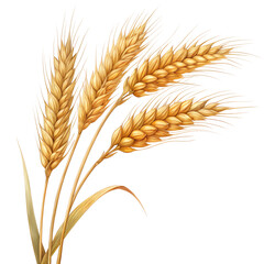 ears of wheat is olated on transparent background
