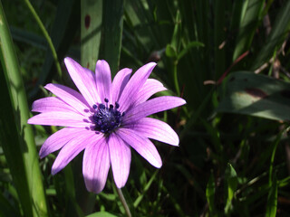 Fiore selvatico