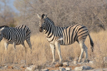 Fototapeta premium In the foreground, there are zebras with their characteristic striped coats that create a fascinating visual effect.