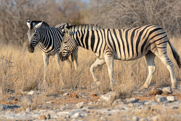 Obraz premium In the foreground, there are zebras with their characteristic striped coats that create a fascinating visual effect.