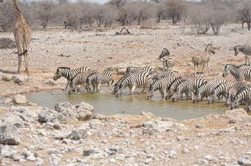 In the foreground, there are zebras with their characteristic striped coats that create a...